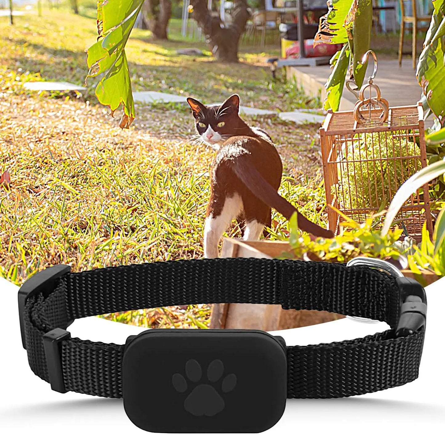 Where is my Michi?  GPS Cat Collar